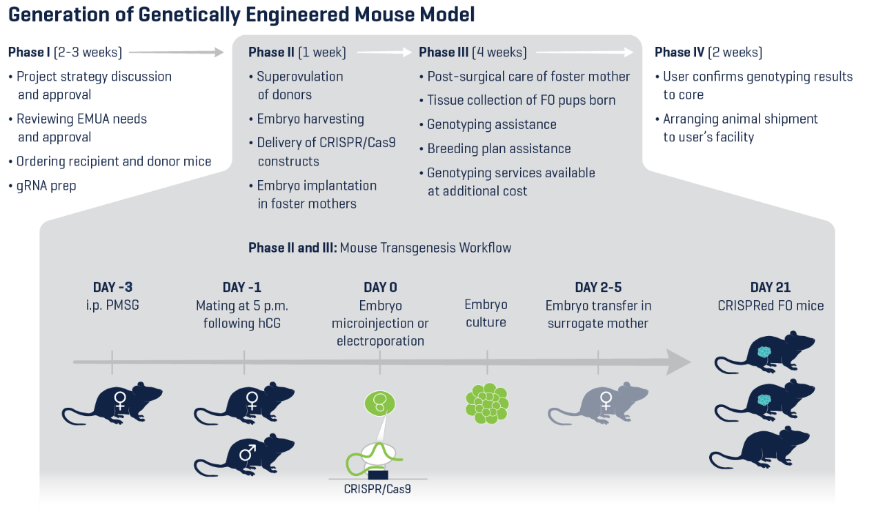 Preclinical Modeling How We Work Fred Hutchinson Cancer Center
